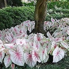 White Caladium Flower Seeds â€“ Heirloom, Non-GMO Flower Seeds for Planting for planting in home garden