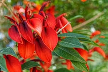 Dark Orange Erythrina Crista Galli Flower Seeds for Planting - NON GMO Seeds for planting in home garden