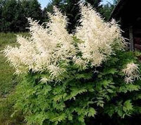 Heirloom Aruncus Dioicus Flower Seeds, Non-GMO Goat's Beard Blooms for Shaded Garden Planting for planting in home garden