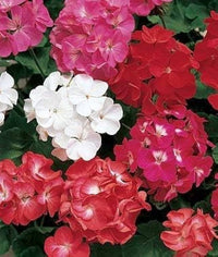 Pink Bloom Geranium Heirloom Non-GMO Seeds for Planting