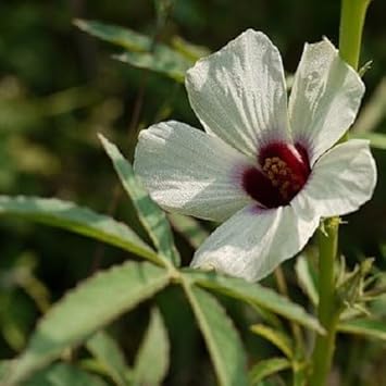 Cannabinus Flower Seeds – Heirloom Non-GMO Seeds for Fast-Growing and Ornamental Garden Planting