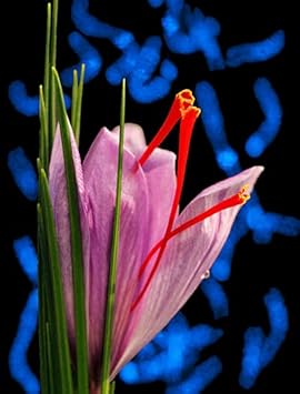 Crocus Flower Seeds Pink for Planting - NON GMO Seeds for planting in home garden