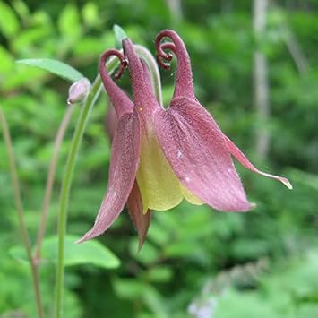 Buergeriana Flower Seeds for Garden Planting - 100 pcs for planting in your garden.