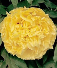 Yellow Peony Flower Seeds for Planting - NON GMO Seeds