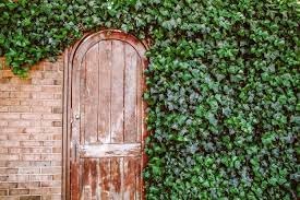 Ivy Plant Seeds Heirloom Non GMO Planting - 100 pcs for planting in home garden