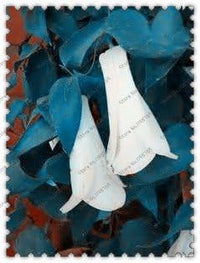 Organic White Lapageria Flower Seeds for Planting – Heirloom, Non-GMO for planting in your garden.