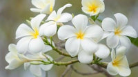 White Egg Flower Seeds for Garden Planting – Heirloom, Non-GMO Bright Bloom Variety