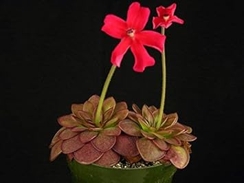 Butterwort (Butterwort scientific name) for planting in garden