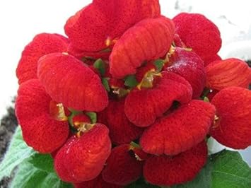 Heirloom Non-GMO Calceolarias Flower Seeds for Uniquely Shaped Blooms and Garden Planting