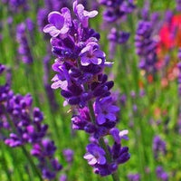 Heirloom Non-GMO Violet Lavender Flower Seeds for Garden Planting ƒ?? Fragrant Herbal Blooms