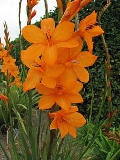Bugle Lily Watsonia Pillansii Flower Seeds for Planting-Heirloom & Non-GMO Garden Seeds