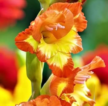 Heirloom Yellow Orange Gladiolus Flower Seeds ƒ?? Non-GMO Perennial Blooms for Planting