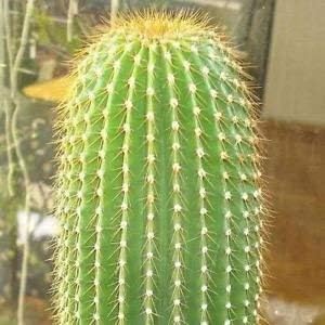 Green Neobuxbaumia Plant Seeds for Planting - 100 pcs for planting in your garden.