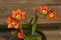 Heirloom (Heirloom scientific name) for planting in garden