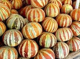 Kajari Melon Fruit Seeds for Growing Sweet and Juicy Melons 100 Pcs pcs