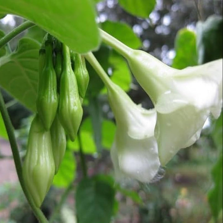 Loroco Flower Seeds for Planting, NON GMO Seeds