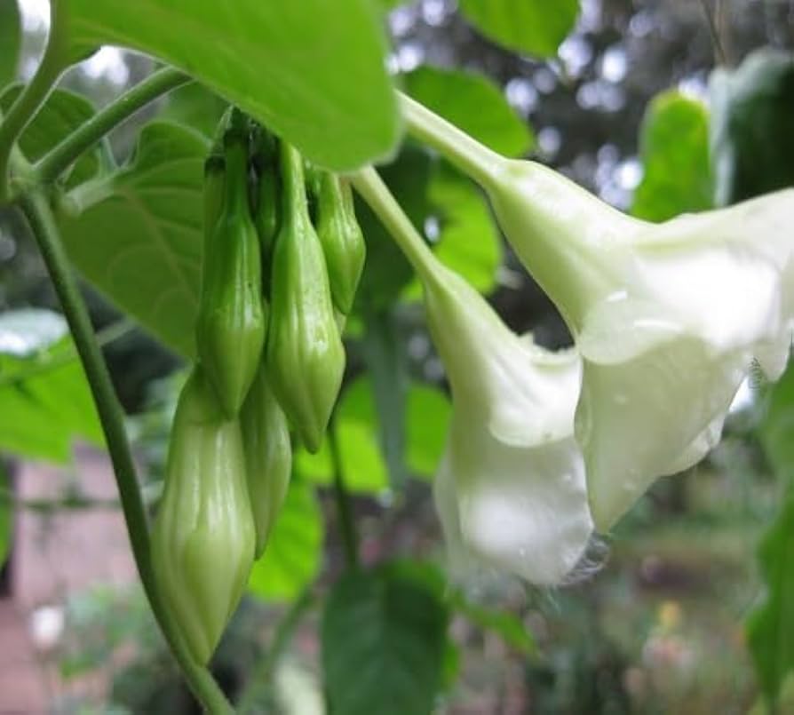 Clusters of Loroco flowers with lush green foliage