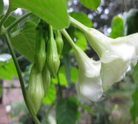 Clusters of Loroco flowers with lush green foliage