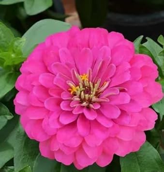 Pink Zinnia Flower Seeds for Planting – Vibrant Blooms for Your Garden, Non-GMO Seeds