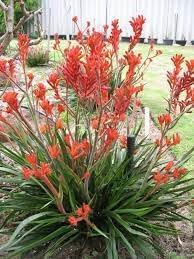 Kangaroo Paw Flower Seeds for Planting - NON GMO Seeds