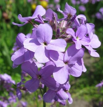 Organic Bicornis Flower Seeds for Planting ƒ?? Heirloom, Non-GMO