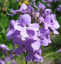 Organic Bicornis Flower Seeds for Planting ƒ?? Heirloom, Non-GMO