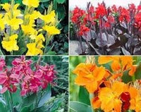 Perennial Canna Flower Seeds Heirloom Non GMO Planting - 100 pcs