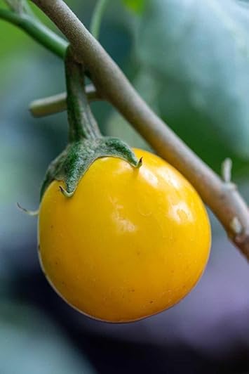Yellow Eggplant Seeds for Planting - 100 Pcs pcs