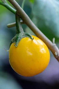 Yellow Eggplant Seeds for Planting - 100 Pcs pcs