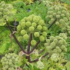 Angelica Herb Seeds for Medicinal and Aromatic Herb Gardens Scientific Name Placeholder for planting in home garden