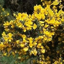 Yellow Gorse Ulex Europaeus Plant Seeds for Planting - 100 Pcs pcs