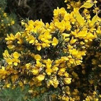 Yellow Gorse Ulex Europaeus Plant Seeds for Planting - 100 Pcs pcs