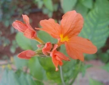 Orange Marmalade Flower Seeds for Planting - 100 Pcs pcs
