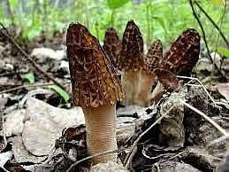 Mixed Morel Mushroom Vegetable Seeds for Planting – Deep Brown Variety 100 Pcs pcs