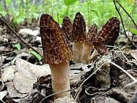 Mixed Morel Mushroom Vegetable Seeds for Planting – Deep Brown Variety 100 Pcs pcs