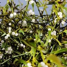 Mistletoe White Plant Seeds for Planting NON GMO Seeds