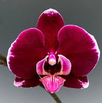 Maroon Butterfly Orchids Flower Seeds for Planting - 100 pcs
