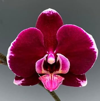 Maroon Butterfly Orchids Flower Seeds for Planting - 100 pcs