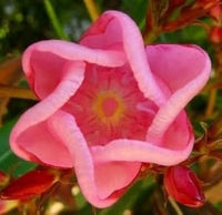 Sixfold Flower Seeds for Planting, 100 pcs for planting in your garden.