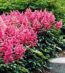 Astilbe Flower Seeds Heirloom Non GMO Planting - 100 pcs for planting in home garden