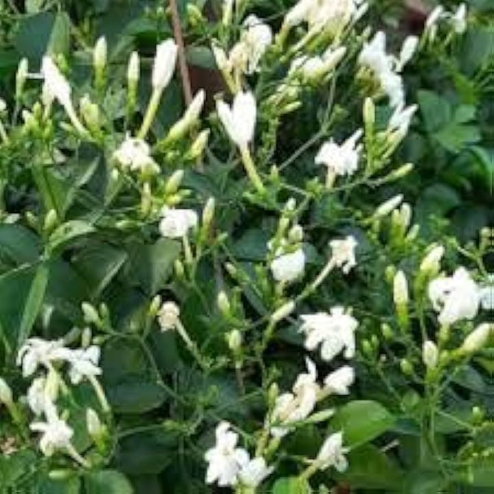 Loroco Flower Seeds for Planting, NON GMO Seeds