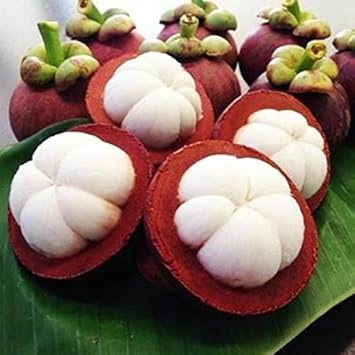 Mangosteen Garcinia mangostana seeds for tropical garden