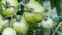 Tomato Seeds for Planting - 100 Pcs pcs