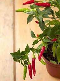 Chilli Vegetable Seeds for Planting - 100 Pcs pcs