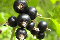 Black Gooseberry Fruit Seeds for Planting - Tart and Flavorful Berries for Your Garden,GMO Free