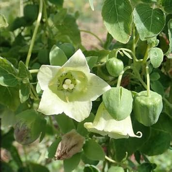 Heirloom Non-GMO Codonopsis Flower Seeds for Garden Planting – Rare Blooms Variety
