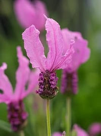 Heirloom Non-GMO Provence Lavender Flower Seeds ƒ?? Pink Blooms for Planting