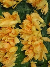 Champa Flower Seeds Heirloom Non GMO Planting - 100 pcs