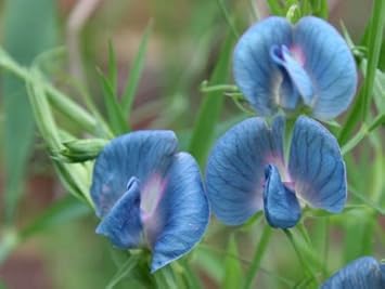 Blue Lathyrus Sativus Flower Seeds for Planting – Organic, Heirloom, Non-GMO Sweet Pea Seeds for planting in your garden.