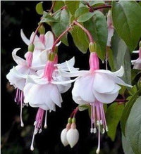 Heirloom Non-GMO White Pink Fuchsias Flower Seeds – Elegant Blooms for Garden Planting seeds for planting in home garden